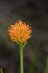 Orange milkwort